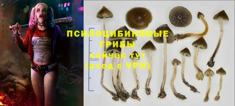 Псилоцибиновые грибы Psilocybine cubensis  наркотики  Барнаул 